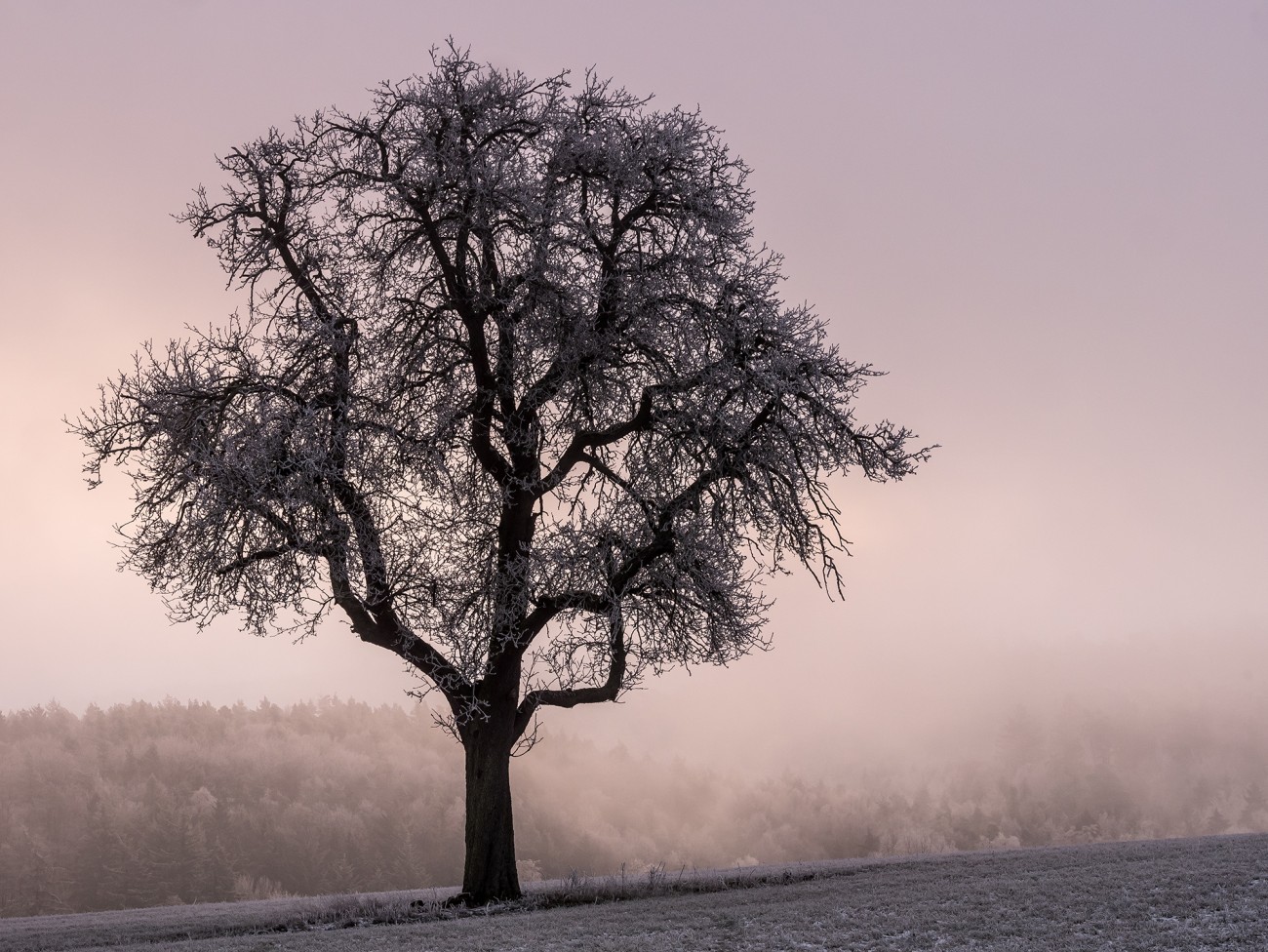 Baum im Winter