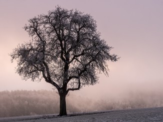 Winter-Baum
