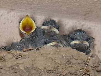 Küken im Nest Schnabel auf