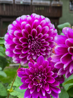 Blumen