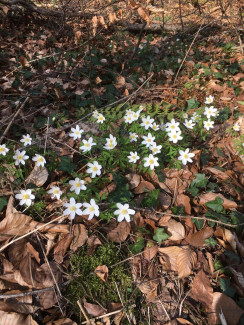 Blumen auf Waldboden