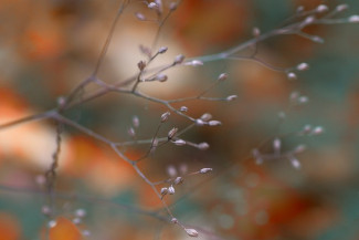 Herbst Zweige