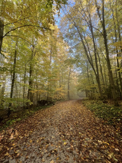 herbstwald_pilgern