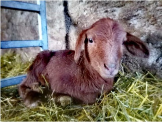 Lamm auf Schaf- und Ziegenhof Lips