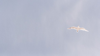 weiße Taube am Himmel