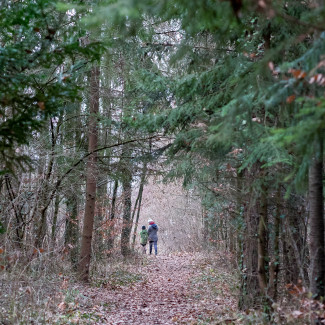 Waldweg